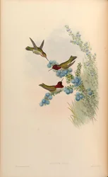 Calypte anna
